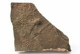 Cruziana (Fossil Trilobite Trackway) - Morocco #253149-1